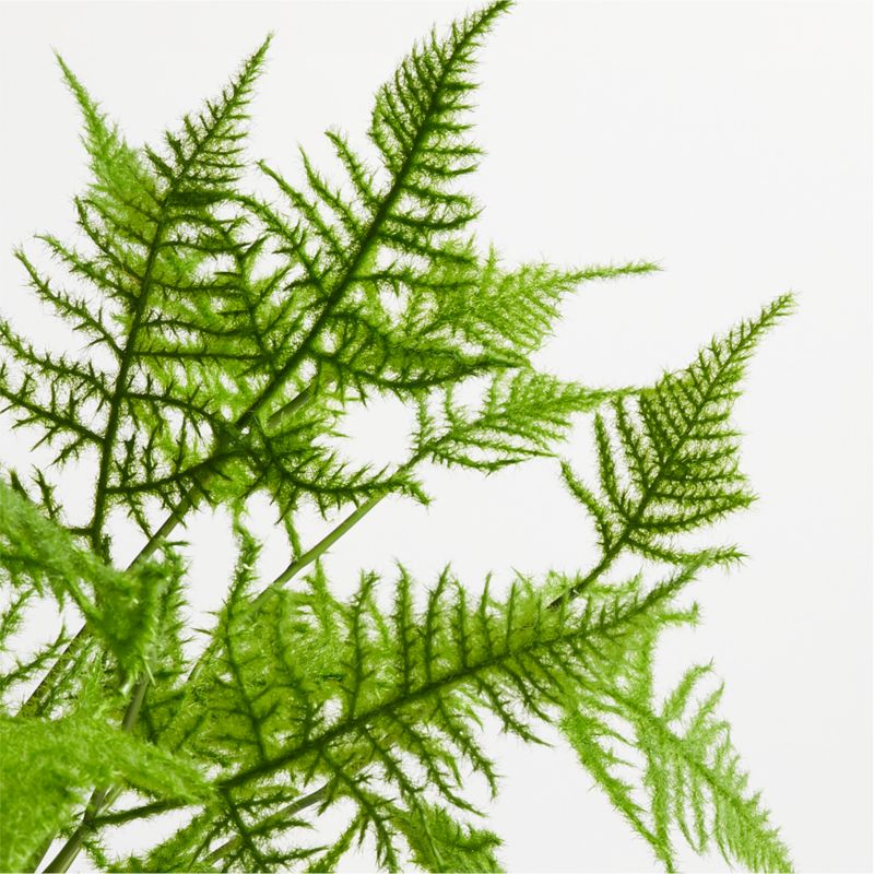 Faux Plumosa Fern Leaf Stem