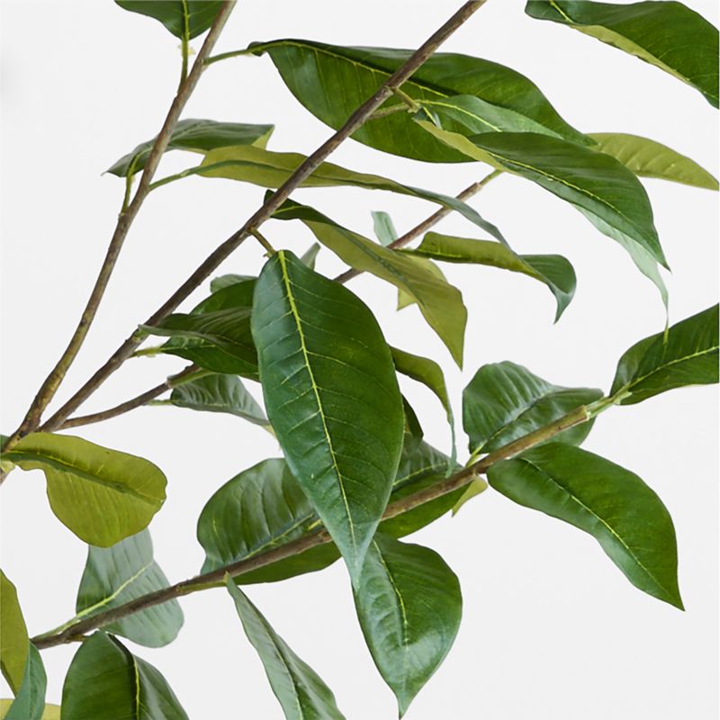 Potted Faux Coffee Panax Tree 7'