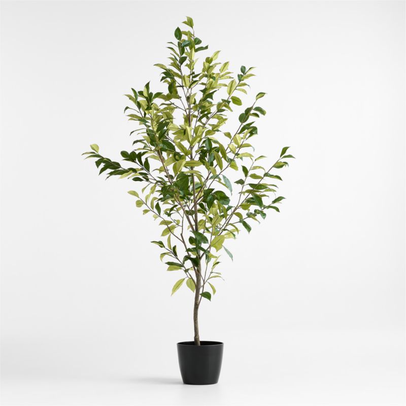 Potted Faux Coffee Panax Tree 7'