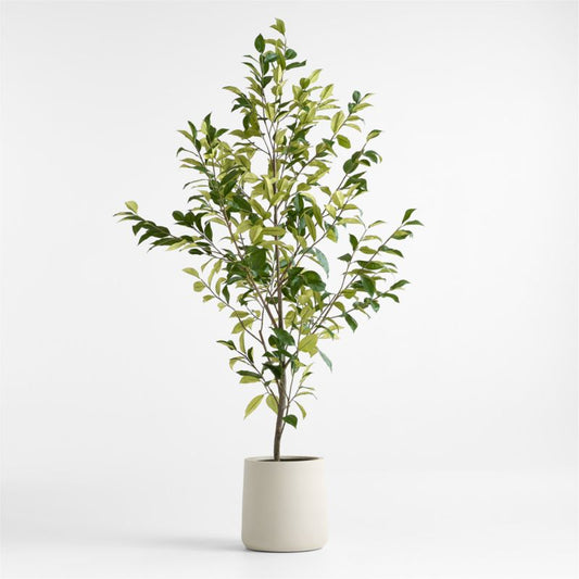 Potted Faux Coffee Panax Tree 7'